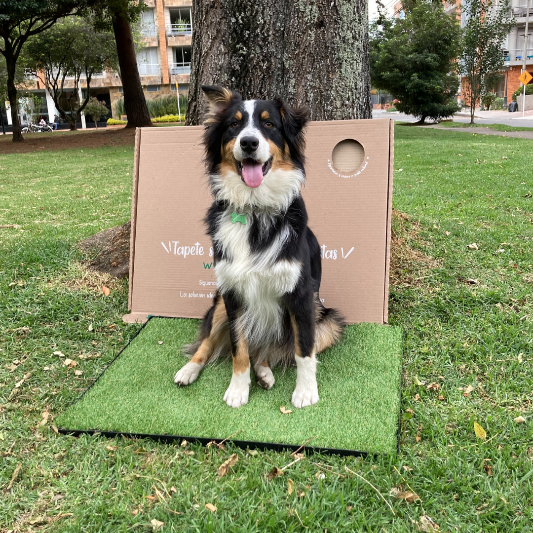 Tapete sanitario para perros Bogotá – TrendsColMx