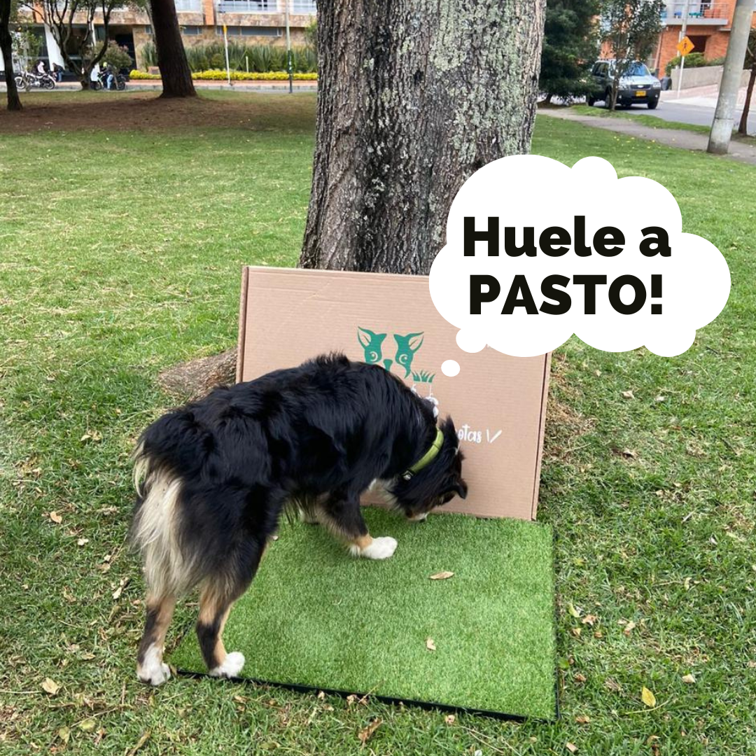 Tapete sanitario para perros Bogotá – TrendsColMx